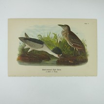 Bird Lithograph Print Black-crowned Night Heron John James Audubon Antique 1890 - £16.03 GBP