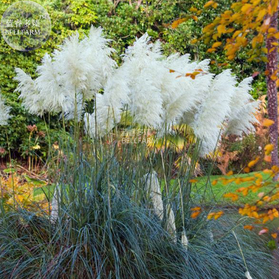 Organic White Pampas Grass Cortaderia Selloana 20 Seeds Real Ornamental Grass Se