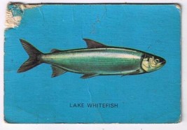 Parkhurst 1962 Fish Trading Card #38 Lake Whitefish - $1.44