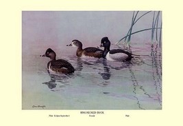 Ring-Necked Duck by Allan Brooks - Art Print - £17.53 GBP+