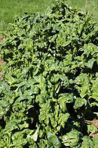 SR Spinach, Bloomsdale Long Standing, Heirloom,  25+ Seeds, Great For Sa... - $3.29