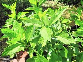 Live Plant  Longevity Spinach Live Plant - Gynura procumbens - Gardening - £44.05 GBP