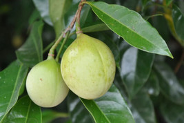 1 Nutmeg Tree Seed Myristica Fragrans Pala Mace Fruit Nut Pumpkin Pie Sp... - £15.97 GBP
