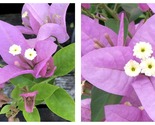 Bougainvillea RIJNSTAR LILA Small Well Rooted Starter Plant - $40.93