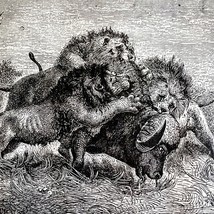 An item in the Art category: Lions Killing Water Buffalo 1890 Wood Engraving Victorian Stanley Africa DWAA2C