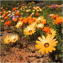 40 Seeds African Daisy Mix Flower Annual - £13.30 GBP