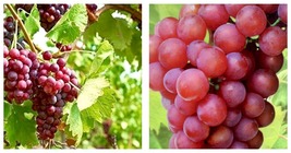 1 EINSET Live Seedless Grape Vine 1 - 2 yr Old Dormant Plants - £52.91 GBP