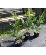 50 Murray Cypress Trees - 5-8" Tall - 2.5" Pots - Live Plants, Christmas Trees - $749.97