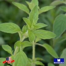 Non Gmo 1000 Marjoram Sweet Seeds Heirloom Home Garden - $5.82