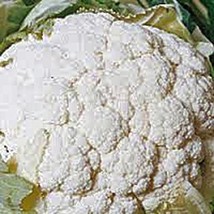 Cauliflower Seed, Snowball Y, Heirloom, Organic, Non GMO, 100 Seeds, Large, Deli - £3.89 GBP