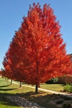 Autumn Blaze Maple Seedling-18-24 inches tall. - $29.65