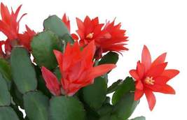 Live Plant Christmas / Thanksgiving Cactus Schlumbergera Succulent Red Flower - $21.50