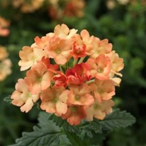 1R3D3 Verbena Seeds Obsession Apricot 50 Verbena Seeds Fresh Garden - £12.04 GBP