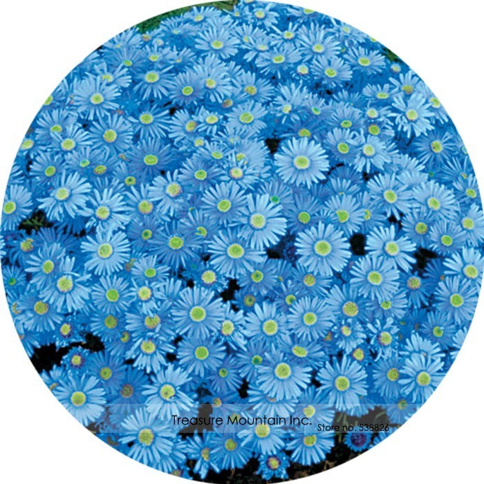 Zhui Meng Light Blue Bellis Perennis Daisy Flower Seeds Pack 20 Seeds / Pack Gar