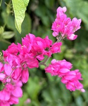 MBK Queen&#39;S Wreath Coral Vine Chain Of Love Antigonon Leptopus15 Seeds B... - $20.10