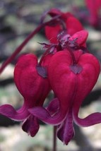 USA SELLER 25 Dark Red Bleeding Heart Seeds Dicentra Spectabilis Shade Flower Ga - £11.75 GBP