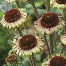 Echinacea Hybrida &#39;Caribbean Green&#39; Greyish Green Bonsai Flowers 200pcs &#39;seeds&#39;  - £7.10 GBP