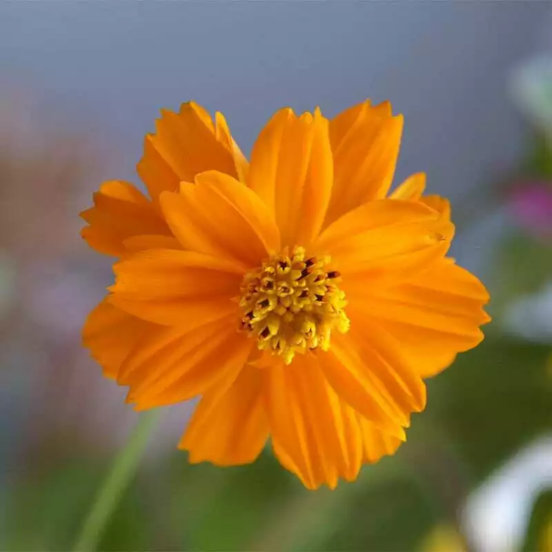 BStore 100 Seeds Cosmos Crazy Bright Orange Sulphur Tall Semi-Double Non-Gmo - £8.01 GBP