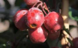 25 Red Obelisk Crabapple Seeds Planting USA Shipping - $9.96