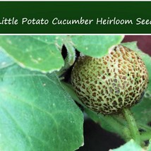 Vegetable Seeds Little Potato Cucumber 20 Seeds Garden Great Slicing Variety Fas - £13.66 GBP