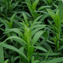 Tarragon 300 Herb Seeds - £7.07 GBP