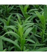 TARRAGON 300 Herb Seeds - $168.96 MXN