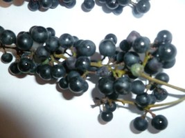 10 Wild Grape Seeds Organic Vitis aestivalis 2023 Crop  - $5.53