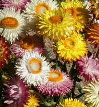 BStore Helichrysum Strawflower Seeds 300 Mixed Colors Annual Red Orange - £6.71 GBP
