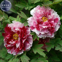 Peony Pink Petals with Dark Red Stripe Perennal Flower Seeds professional pack,  - £6.03 GBP