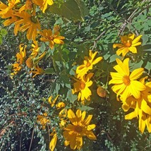 Tithonia Diversifolia Mexican Or Bolivian Sunflower 10 Seeds Seeds Fresh Fast Sh - $19.20