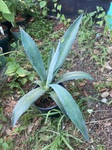 Agave In 5” Pot - £11.65 GBP