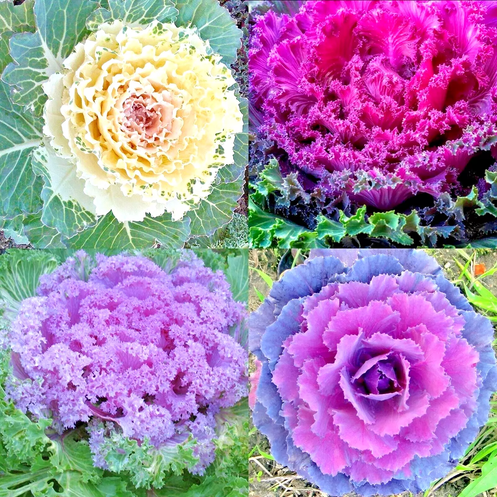 KS Ornamental Kale Autumn Mix Flower Cabbage Non Gmo 200 Seeds - £7.21 GBP