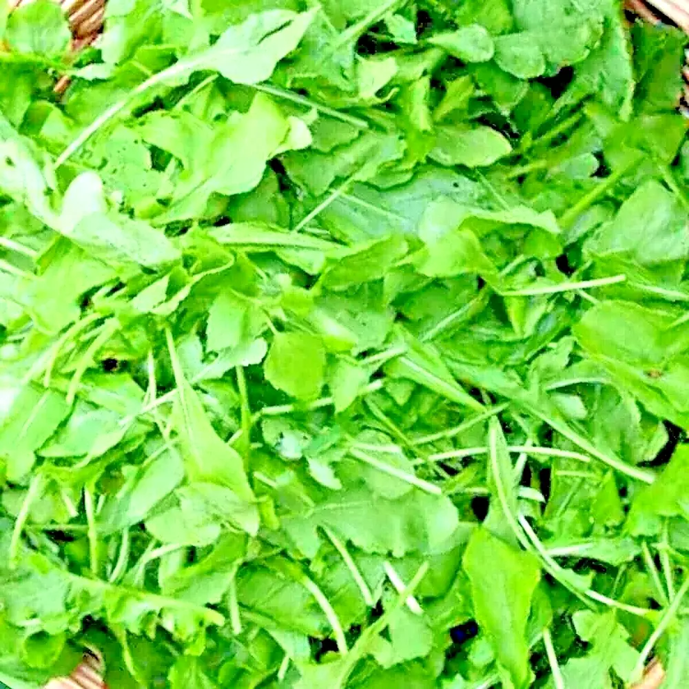 2000+ Arugula Seeds Spring Vegetable Garden Salad Greens Herbs Microgree... - $5.08