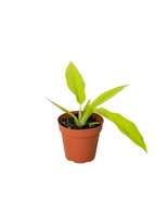 Philodendron &#39;Ring of Fire Gold&#39;-4&quot; Pot - $51.30