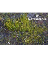 MICROTIS ATRATA “SWAMP MIGNONETTE ORCHID” SMALL AUSTRALIAN TERRESTRIAL T... - $39.00