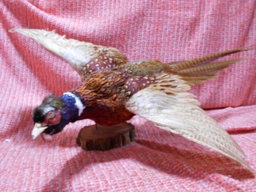 Ring Necked Pheasant Taxidermy, Mounted Game Bird Sports Trophy Hunting - $273.95