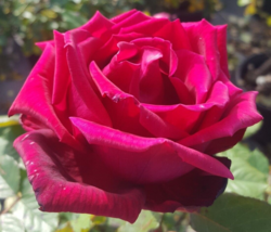 TRAVIATA Red Fragrant Hybrid Tea Rose 2 Gal Bush Plants Shrub Roses Double Bloom - £32.76 GBP