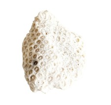 Fossilized Coral Piece Maine Coast Nautical Collectibles Atlantic Sea Se... - $467.85 MXN