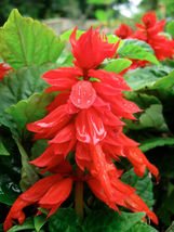 25 Seeds Scarlet Sage Flower - £14.09 GBP