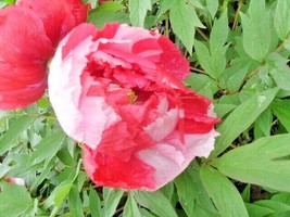 New Fresh Seeds 10 Sister Tree Peony Seeds Paeonia Suffruticosa USA Seller - £13.61 GBP