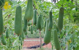 10  Luffa Gourd - Loofah Sponge Seeds -Hột Mướp Hương -Organic NON-GMO f... - £2.15 GBP