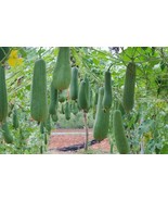 10  Luffa Gourd - Loofah Sponge Seeds -Hột Mướp Hương -Organic NON-GMO f... - £2.16 GBP