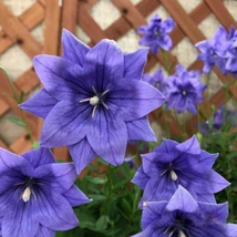 Imported Cut Flower Type Double-Layer Platycodon Plant seeds - $6.00