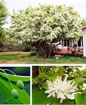 Ornamental Plant Chinese Fringe Tree Seeds Garden Fresh USA Store - $5.92