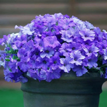 Hanging Petunia Flower Seeds Dark Blue Color - 200 Seeds - $8.30