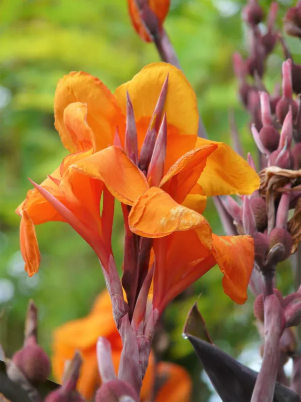 5 Seeds Orange Canna Lily Indian Shot Arrowroot Canna Indica Flower - £10.56 GBP