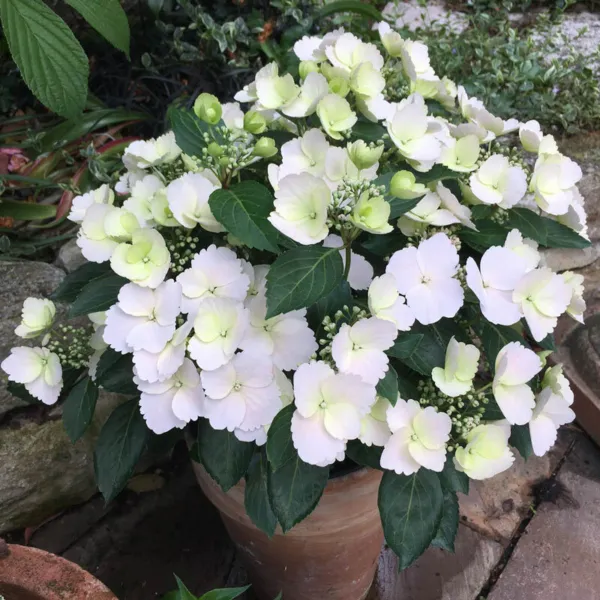 Fairytrail Bride Hydrangea Starter Plant Pure White With Hint Of Lime Ga... - $53.98