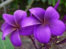 From US 5 Purple Plumeria Seeds Plants Flower Perennial Flowers Bloom Seed 193 - £8.70 GBP