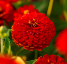 100 Seeds Zinnia Scarlet Flame Red Blooms Cut Flowers Hummingbirds Nongmo US - $9.95