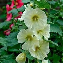 Must-Have Alcea rosea Polarstar 1,000 seeds - $4,011.50 MXN